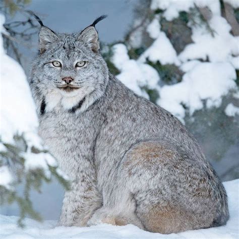 Canada Lynx en 2024 | Animaux, Chats sauvages, Felin