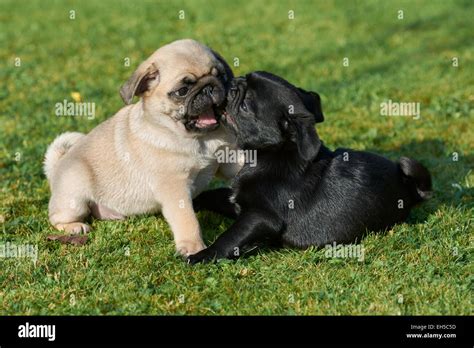 Beige and black pug puppies playing Stock Photo - Alamy