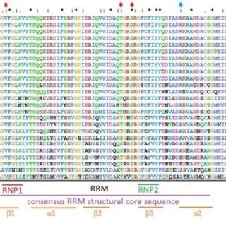 Multiple Sequence Alignment Of Major TRA2 Protein RRM And The Linker