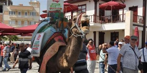 Muhtar Adayından Develi Seçim Kampanyası Memurlar Net