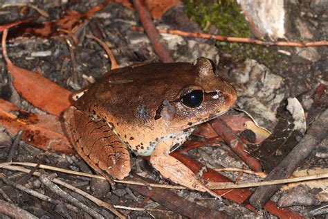 Great Barred Frog 009a6156 Mixophyes Fasciolatus Flickr