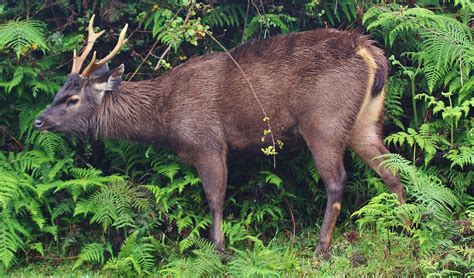 Sambar deer facts, distribution & population | BioDB