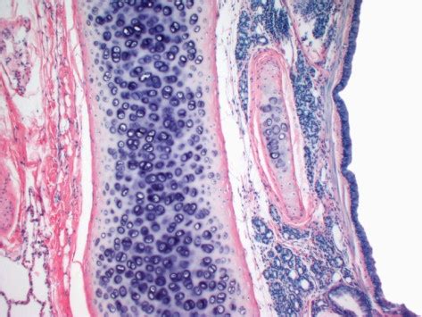 1000+ images about Histology on Pinterest | Respiratory system, Stains ...