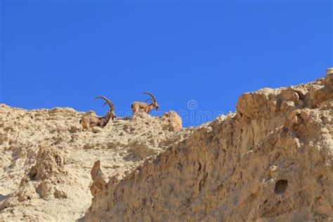 Family of Mountain Goats with the Huge Bent Horns Stock Image - Image of brown, goats: 25559301