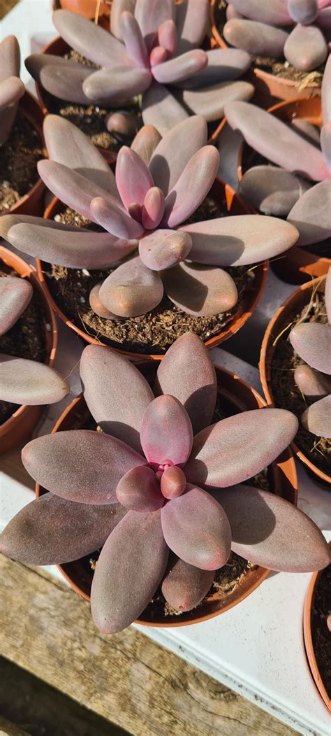 Pachyphytum Compactum Diamond The Suburban Succulent