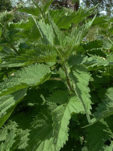 What Is Stinging Nettle? 5 Painless Ways to Get Rid of This Common Weed