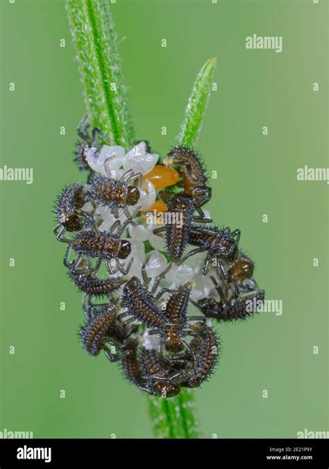 Freshly hatched harlequin ladybird larvae Stock Photo - Alamy