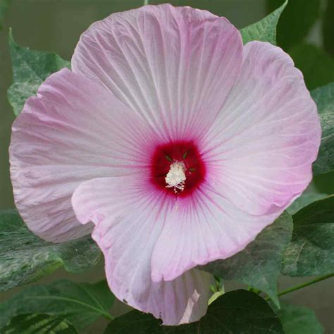 Hibiscus Luna Pink Flower Seeds For Container Gardening