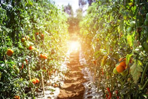 Nawóz z drożdży na pomidory nawóz i oprysk z drożdży Agropedia