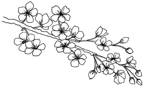 Cherry Blossom Branch Drawing at GetDrawings | Free download