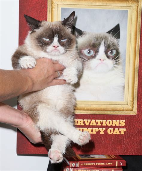 Grumpy Cat Lives Up To Her Name At The Grumpy Guide To Life Book Launch