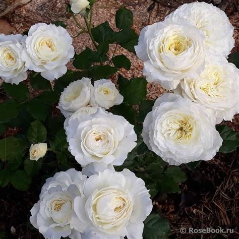 17 of the best white rose varieties for the garden – Artofit