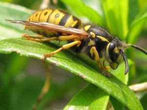 Yellow Jacket Wasp: Learn about this black and yellow stinging insect