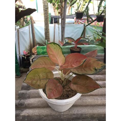 Jual Aglaonema Sultan Brunei Pancawati Jumbo Shopee Indonesia