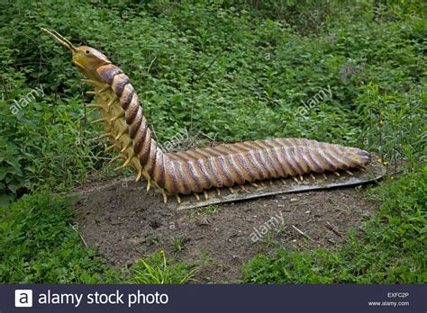 Arthropleura | Prehistoric creatures, Prehistoric animals, Prehistoric