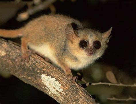 WESTERN FAT-TAILED DWARF LEMUR LIFE EXPECTANCY