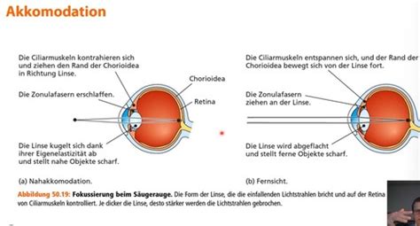 Physiologie Der Sinne Sehen Flashcards Quizlet