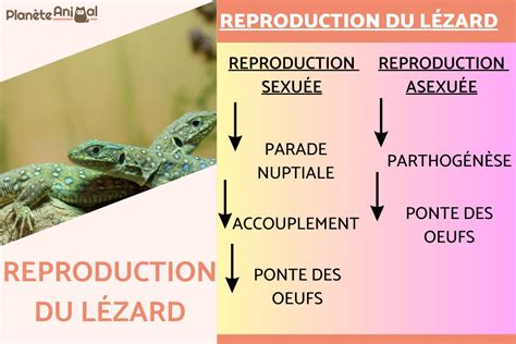 Reproduction du lézard Parade nuptial reproduction et œufs