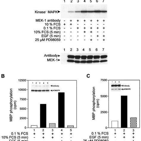 Activation of MAPK by ligands of different receptor tyrosine kinases ...