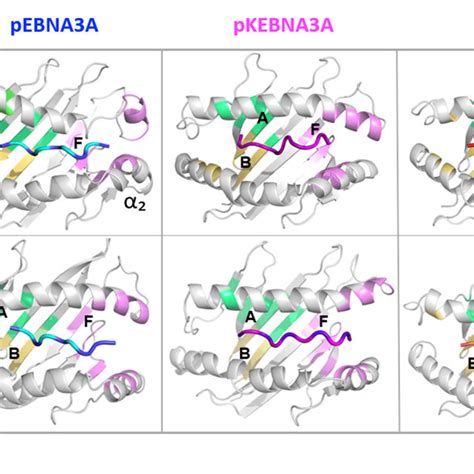 Representative Snapshots As Obtained By Md Simulations Of The