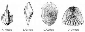 Fish Biology and Fish Scales - Look at fish scales under the microscope ...