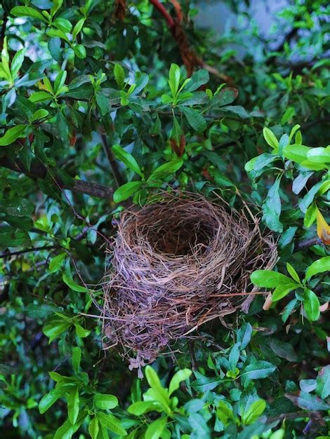 Premium Photo Birds Nest On Tree