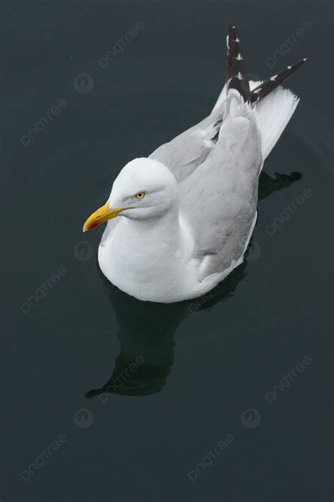 Swimming Seagull Bird Eye Head Photo Background And Picture For Free ...