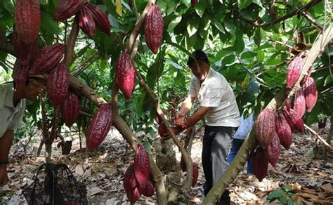 Buscan Dinamizar Sector Productor De Cacao En Honduras Proceso Digital