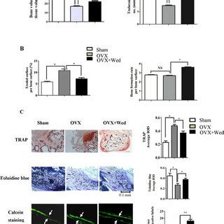 Wedelolactone Prevents Ovariectomy Induced Bone Loss By Inhibiting