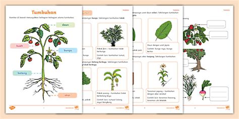 Nota Ulang Kaji Bahagian dan Jenis-jenis Tumbuhan - Twinkl