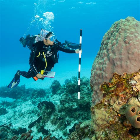 Coral Reef Alliance Saving The Worlds Coral Reefs