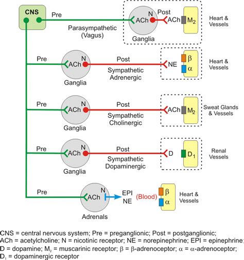 Parasympathetic Nervous System Receptors