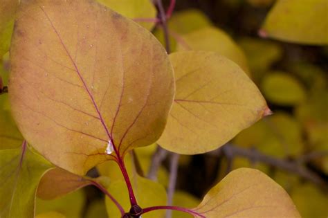 Free Images Nature Branch Sunlight Leaf Flower Petal Autumn