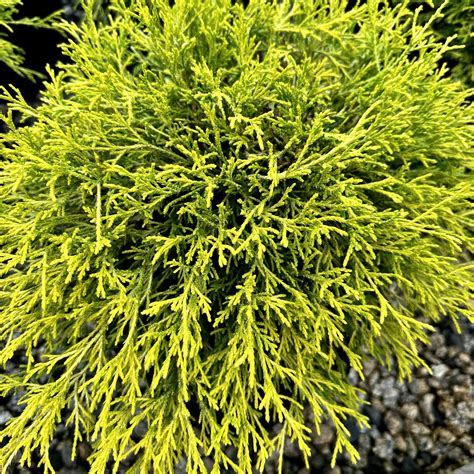 Chamaecyparis pisifera filifera ‘Gold Mops’ | Piedmont Carolina Nursery