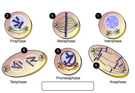 The Cell Cycle Cell Cycle Genetics 2 Flashcards Quizlet