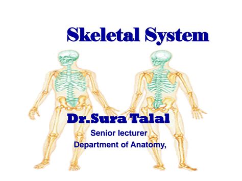 Solution Lab 2 Human Anatomy Converted Studypool