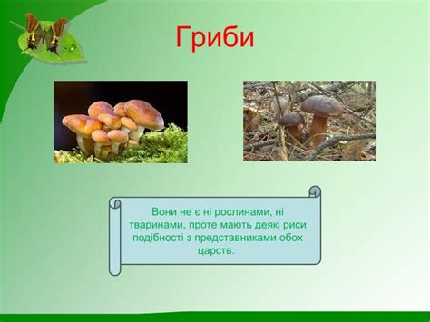 Презентація " Гриби