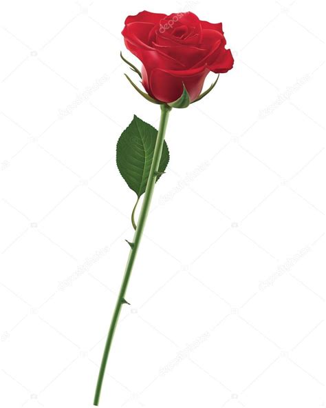 Red Rose Isolated On White Vector Illustration Stock Vector By ©mylisa