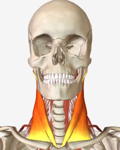 Cervical Spine Muscles Origin Insertion And Action Flashcards Quizlet