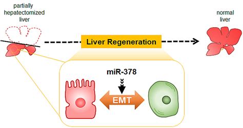 Micrornas Control Cellular Transition Of Hepatocytes During Liver Regeneration Atlas Of Science