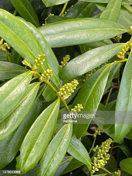 cherry laurel shrub stock  high res pictures  images