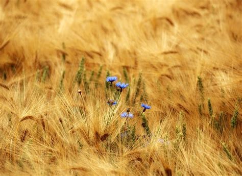 Kornblume Blumen Feld Blaue Kostenloses Foto Auf Pixabay Pixabay