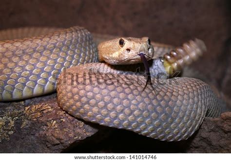 Mojave Mohave Rattlesnake Crotalus Scutulatus Rattles Stock Photo (Edit ...