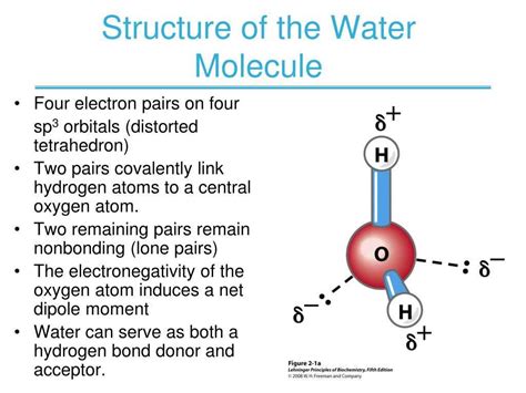 Annotated Water Molecule Structure: A Detailed Diagram