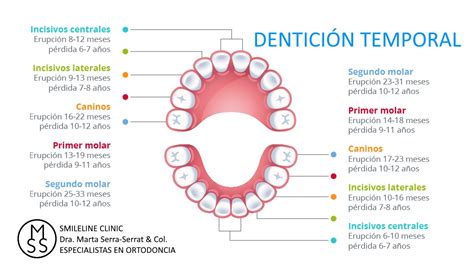 CRONOLOGIA ERUPCIÓN DENTAL TEMPORAL Smileline Clinic