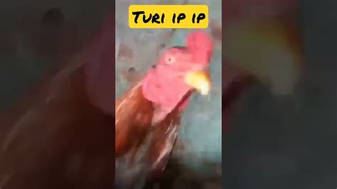 Turi Ip Ip Gallina Meme Memes Shorts Viral Turipipip 2022 Youtube