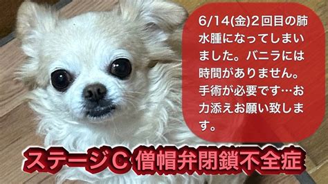 僧帽弁閉鎖不全症の愛犬バニラの命を救うためご支援お願いいたします（バニラ 20240504 公開） クラウドファンディング Readyfor