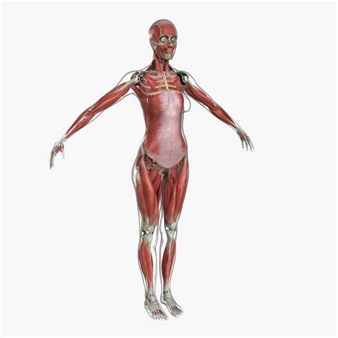 Ultimate Complete Female Anatomy 3d Model Cgtrader