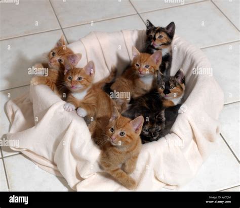 Litter Of Seven Kittens Six Weeks Old Stock Photo Alamy