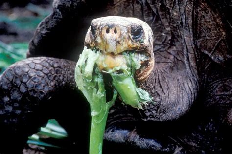 Galapagos Tortoise Smithsonian Ocean